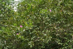 Bignonia magnifica, photograph (c) Ben Costamagna, some rights reserved (CC BY)
