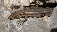 Gallotia galloti galloti