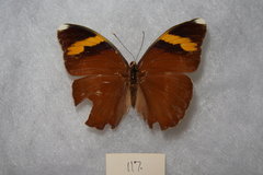 Euphaedra medon