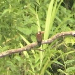 Galbalcyrhynchus leucotis