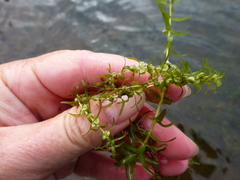 Callitriche hermaphroditica