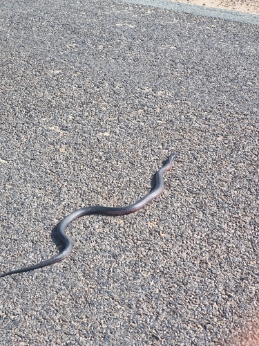 Red-bellied Black Snake sighting