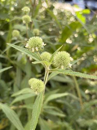 Hyptis rhomboidea iNat (1)