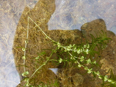 Callitriche hermaphroditica