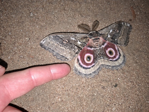 Speckled Emperor