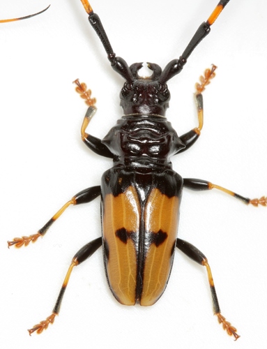 Long-jawed Longhorn Beetle