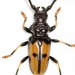 Long-jawed Longhorn Beetle - Photo (c) Mike Quinn, Austin, TX, some rights reserved (CC BY-NC), uploaded by Mike Quinn, Austin, TX