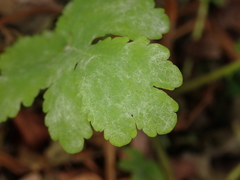 Erysiphe macleayae