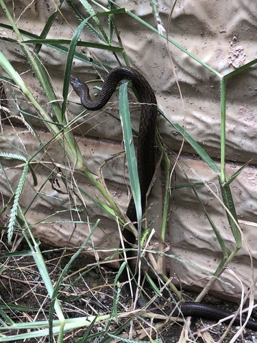 Johann's Keelback