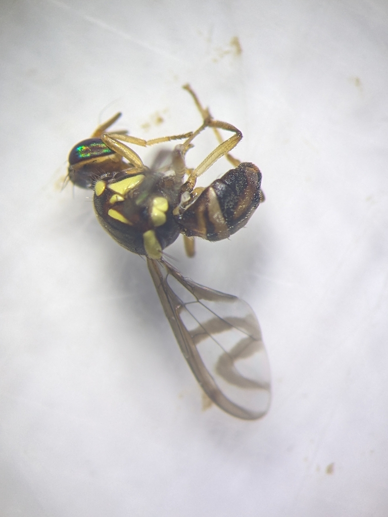 Bactrocera manskii