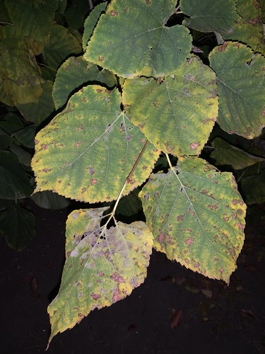 Erysiphe clintonii observed 2025-11-04