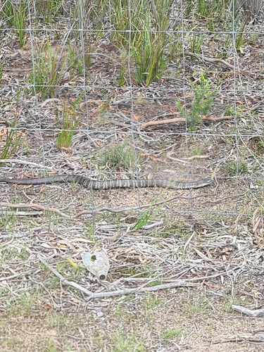Tiger Snake sighting