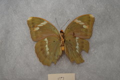 Euphaedra medon