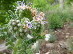 Phacelia alba