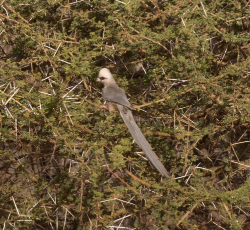 White-headed Mousebird (Colius leucocephalus), photo 5
