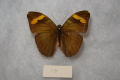 Euphaedra medon