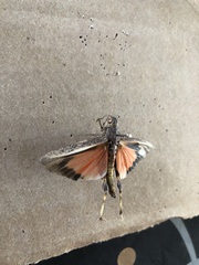 Arphia pseudonietana