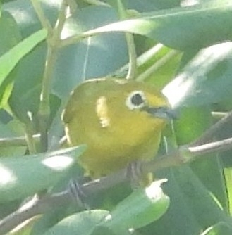 Javan White-eye (Zosterops flavus), photo 1