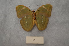 Euphaedra medon