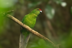 Norfolk Parakeet photo 2