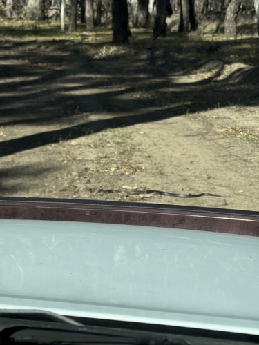 Red-bellied Black Snake sighting