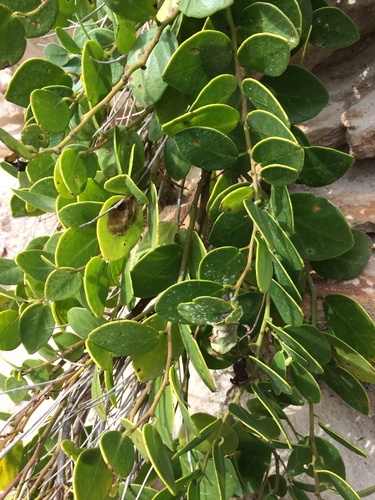 Representative image of Capparis spinosa rupestris