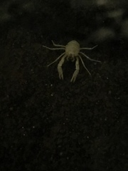 Munidopsis polymorpha