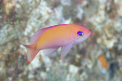 Pseudanthias hypselosoma