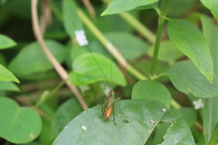 Conocephalus saltator