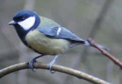 Parus major