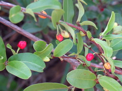 Erythroxylum campestre