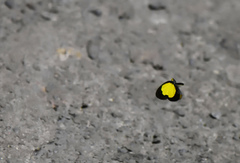 Eurema celebensis