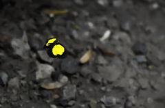 Eurema celebensis