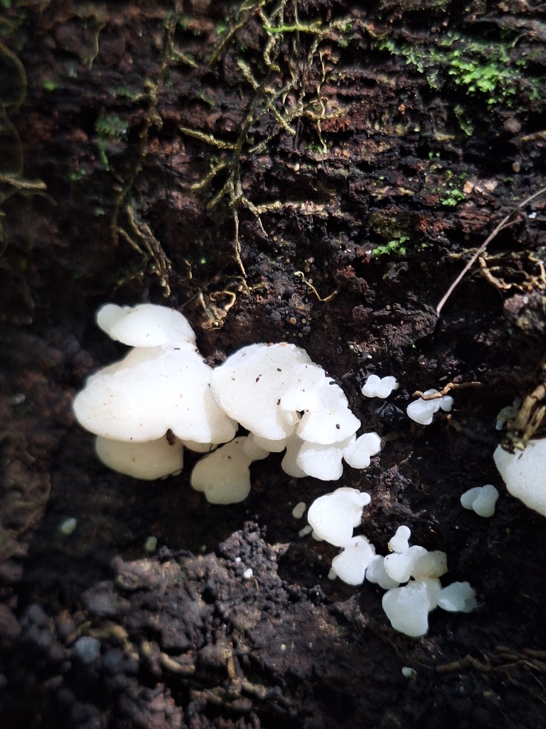 Favolaschia pustulosa · November 2025 · photo: © heidimeudt (iNaturalist, cc-by)