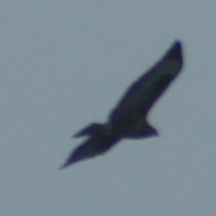 Buteo buteo