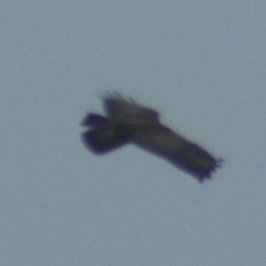 Buteo buteo