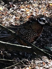 Syrmaticus reevesii