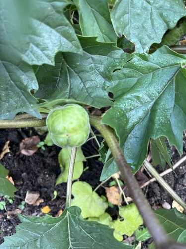 Datura stramonium iNat (3)