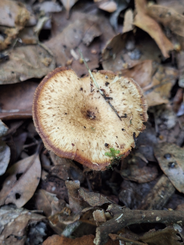 Lentinus arcularius · November 2025 · photo: © heidimeudt (iNaturalist, cc-by)