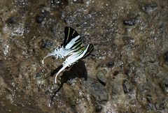 Graphium androcles
