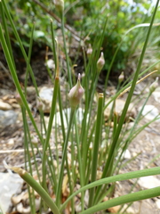 Allium cernuum