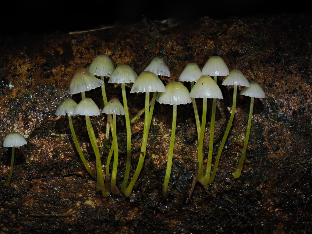 Mycena epipterygia · November 2025 · photo: © alan_rockefeller (iNaturalist, cc-by-sa)