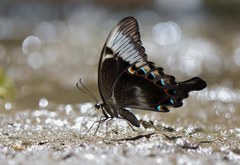 Papilio peranthus