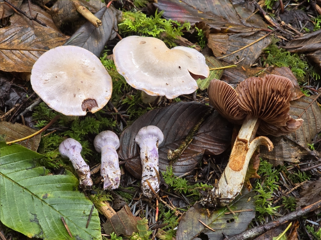 Cortinarius traganus · November 2025 · photo: © alan_rockefeller (iNaturalist, cc-by-sa)