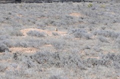 Cynomys parvidens