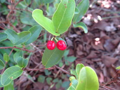 Erythroxylum campestre