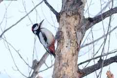 Dendrocopos leucopterus