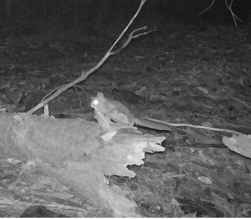 Humboldt's Flying Squirrel observed by wetlandwanderer