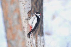 Dendrocopos leucopterus