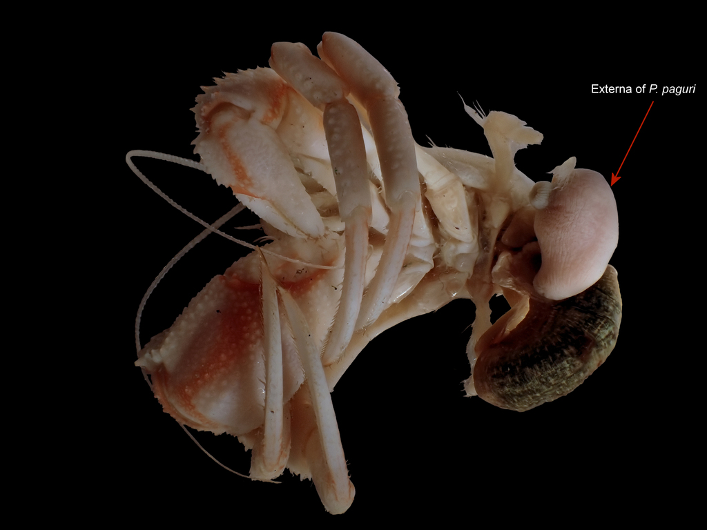 Peltogaster paguri
